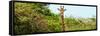 Awesome South Africa Collection Panoramic - Curious Giraffe-Philippe Hugonnard-Framed Stretched Canvas