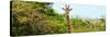 Awesome South Africa Collection Panoramic - Curious Giraffe-Philippe Hugonnard-Stretched Canvas