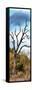 Awesome South Africa Collection Panoramic - Dark Tree II-Philippe Hugonnard-Framed Stretched Canvas