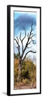 Awesome South Africa Collection Panoramic - Dark Tree II-Philippe Hugonnard-Framed Photographic Print