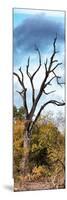 Awesome South Africa Collection Panoramic - Dark Tree II-Philippe Hugonnard-Mounted Photographic Print