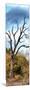 Awesome South Africa Collection Panoramic - Dark Tree II-Philippe Hugonnard-Mounted Photographic Print