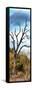 Awesome South Africa Collection Panoramic - Dark Tree II-Philippe Hugonnard-Framed Stretched Canvas