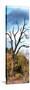 Awesome South Africa Collection Panoramic - Dark Tree II-Philippe Hugonnard-Stretched Canvas