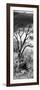 Awesome South Africa Collection Panoramic - Dark Tree-Philippe Hugonnard-Framed Photographic Print