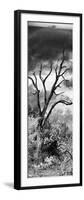 Awesome South Africa Collection Panoramic - Dark Tree-Philippe Hugonnard-Framed Photographic Print