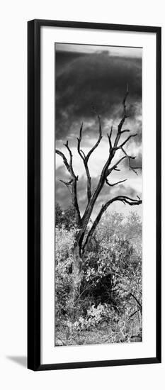 Awesome South Africa Collection Panoramic - Dark Tree-Philippe Hugonnard-Framed Photographic Print