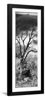 Awesome South Africa Collection Panoramic - Dark Tree-Philippe Hugonnard-Framed Photographic Print