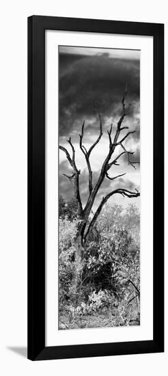 Awesome South Africa Collection Panoramic - Dark Tree-Philippe Hugonnard-Framed Photographic Print
