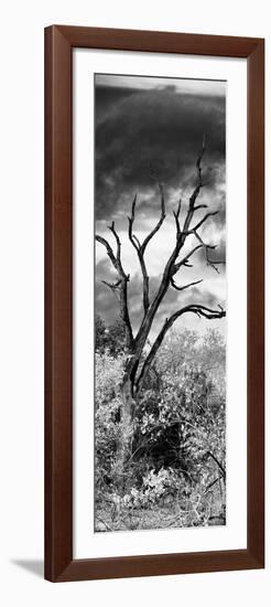 Awesome South Africa Collection Panoramic - Dark Tree-Philippe Hugonnard-Framed Photographic Print