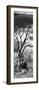 Awesome South Africa Collection Panoramic - Dark Tree-Philippe Hugonnard-Framed Photographic Print