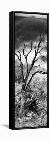 Awesome South Africa Collection Panoramic - Dark Tree-Philippe Hugonnard-Framed Stretched Canvas