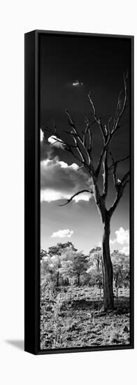 Awesome South Africa Collection Panoramic - Dead Tree in the Savannah B&W-Philippe Hugonnard-Framed Stretched Canvas
