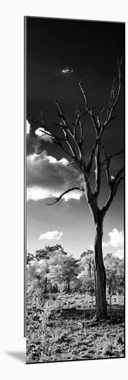 Awesome South Africa Collection Panoramic - Dead Tree in the Savannah B&W-Philippe Hugonnard-Mounted Photographic Print