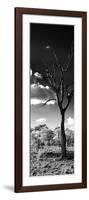 Awesome South Africa Collection Panoramic - Dead Tree in the Savannah B&W-Philippe Hugonnard-Framed Photographic Print