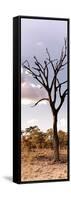 Awesome South Africa Collection Panoramic - Dead Tree in the Savannah-Philippe Hugonnard-Framed Stretched Canvas