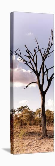 Awesome South Africa Collection Panoramic - Dead Tree in the Savannah-Philippe Hugonnard-Stretched Canvas