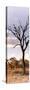 Awesome South Africa Collection Panoramic - Dead Tree in the Savannah-Philippe Hugonnard-Stretched Canvas