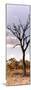 Awesome South Africa Collection Panoramic - Dead Tree in the Savannah-Philippe Hugonnard-Mounted Photographic Print