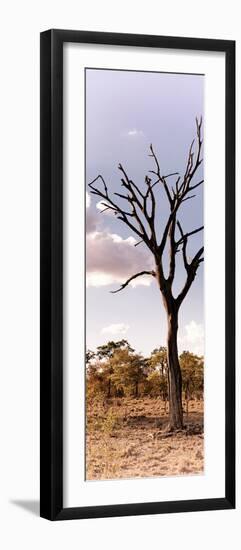 Awesome South Africa Collection Panoramic - Dead Tree in the Savannah-Philippe Hugonnard-Framed Photographic Print