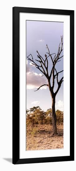 Awesome South Africa Collection Panoramic - Dead Tree in the Savannah-Philippe Hugonnard-Framed Photographic Print