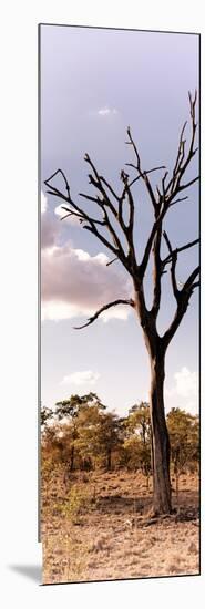 Awesome South Africa Collection Panoramic - Dead Tree in the Savannah-Philippe Hugonnard-Mounted Photographic Print