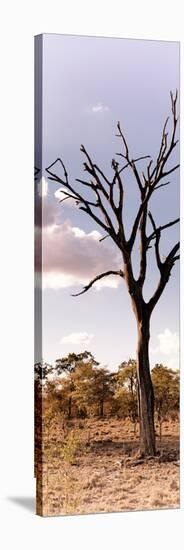 Awesome South Africa Collection Panoramic - Dead Tree in the Savannah-Philippe Hugonnard-Stretched Canvas