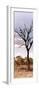 Awesome South Africa Collection Panoramic - Dead Tree in the Savannah-Philippe Hugonnard-Framed Premium Photographic Print
