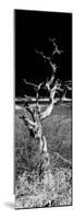 Awesome South Africa Collection Panoramic - Dead Tree-Philippe Hugonnard-Mounted Photographic Print