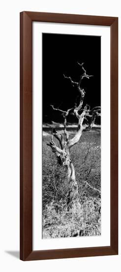 Awesome South Africa Collection Panoramic - Dead Tree-Philippe Hugonnard-Framed Photographic Print
