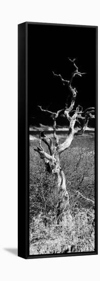 Awesome South Africa Collection Panoramic - Dead Tree-Philippe Hugonnard-Framed Stretched Canvas