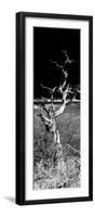 Awesome South Africa Collection Panoramic - Dead Tree-Philippe Hugonnard-Framed Photographic Print