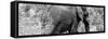 Awesome South Africa Collection Panoramic - Elephant B&W-Philippe Hugonnard-Framed Stretched Canvas