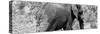Awesome South Africa Collection Panoramic - Elephant B&W-Philippe Hugonnard-Stretched Canvas