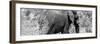 Awesome South Africa Collection Panoramic - Elephant B&W-Philippe Hugonnard-Framed Photographic Print