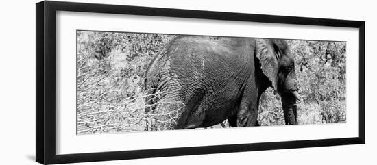 Awesome South Africa Collection Panoramic - Elephant B&W-Philippe Hugonnard-Framed Photographic Print