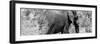Awesome South Africa Collection Panoramic - Elephant B&W-Philippe Hugonnard-Framed Photographic Print