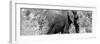 Awesome South Africa Collection Panoramic - Elephant B&W-Philippe Hugonnard-Framed Photographic Print