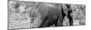 Awesome South Africa Collection Panoramic - Elephant B&W-Philippe Hugonnard-Mounted Photographic Print