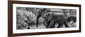 Awesome South Africa Collection Panoramic - Elephant Family B&W-Philippe Hugonnard-Framed Photographic Print