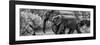 Awesome South Africa Collection Panoramic - Elephant Family B&W-Philippe Hugonnard-Framed Photographic Print