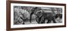 Awesome South Africa Collection Panoramic - Elephant Family B&W-Philippe Hugonnard-Framed Photographic Print