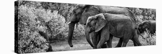 Awesome South Africa Collection Panoramic - Elephant Family B&W-Philippe Hugonnard-Stretched Canvas