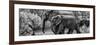 Awesome South Africa Collection Panoramic - Elephant Family B&W-Philippe Hugonnard-Framed Photographic Print