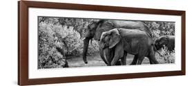 Awesome South Africa Collection Panoramic - Elephant Family B&W-Philippe Hugonnard-Framed Photographic Print