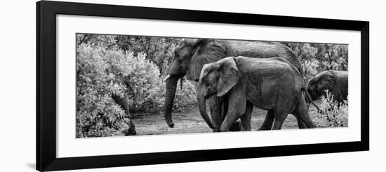 Awesome South Africa Collection Panoramic - Elephant Family B&W-Philippe Hugonnard-Framed Photographic Print