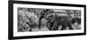 Awesome South Africa Collection Panoramic - Elephant Family B&W-Philippe Hugonnard-Framed Photographic Print