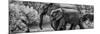 Awesome South Africa Collection Panoramic - Elephant Family B&W-Philippe Hugonnard-Mounted Photographic Print