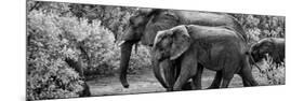 Awesome South Africa Collection Panoramic - Elephant Family B&W-Philippe Hugonnard-Mounted Photographic Print