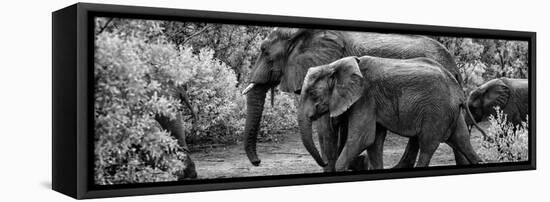 Awesome South Africa Collection Panoramic - Elephant Family B&W-Philippe Hugonnard-Framed Stretched Canvas